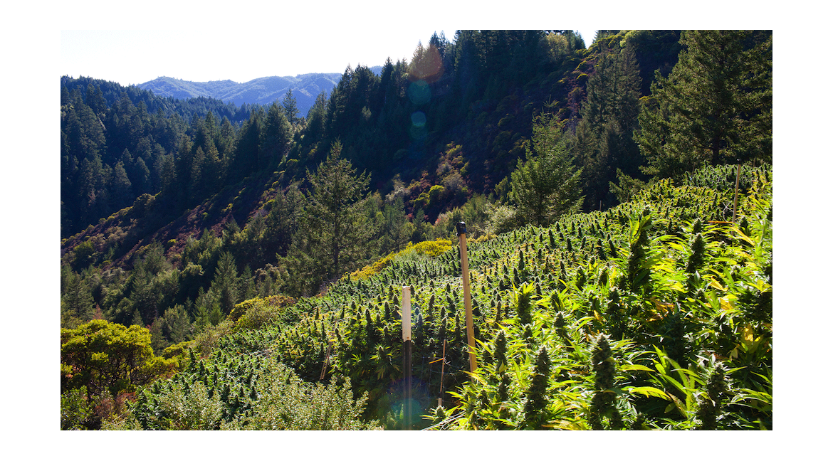 ¿Por qué es tan famoso el condado de Humboldt?